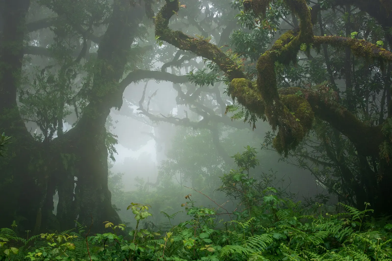 Fanal Forest