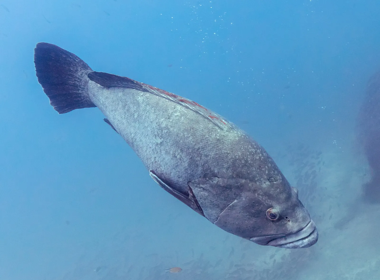 Garajau Marine Reserve