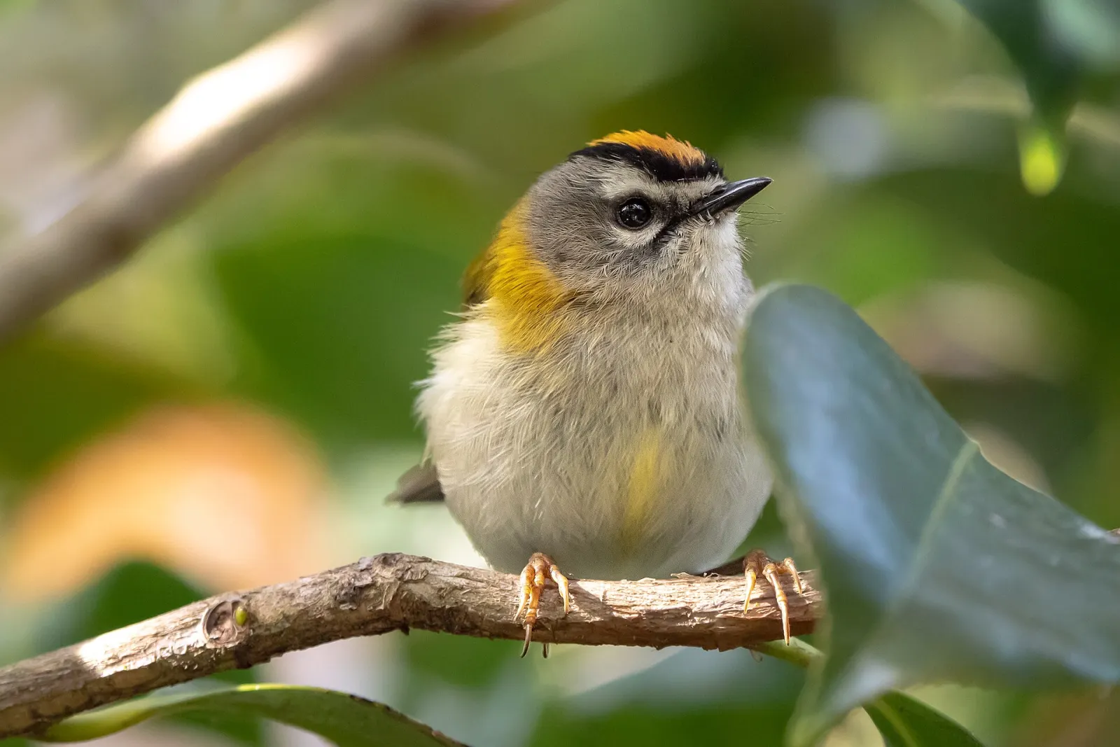 Madeira's endemic wildlife and birds: what you can see and where