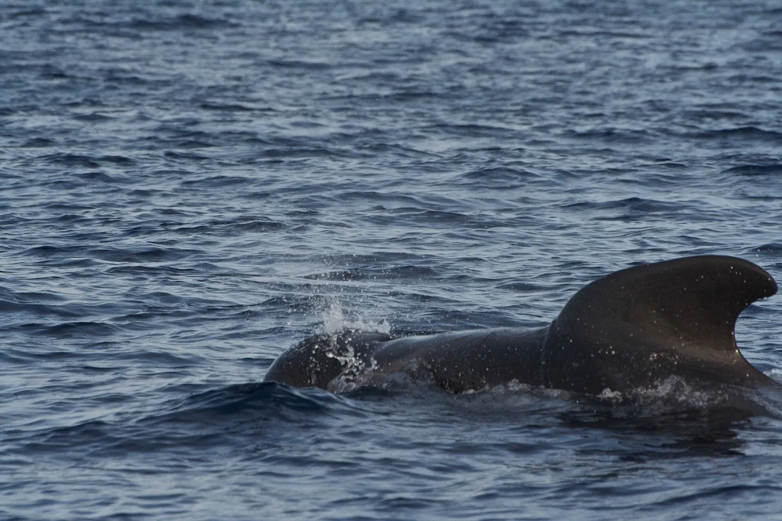 Whale and dolphin watching in Madeira: species, seasons and the rules