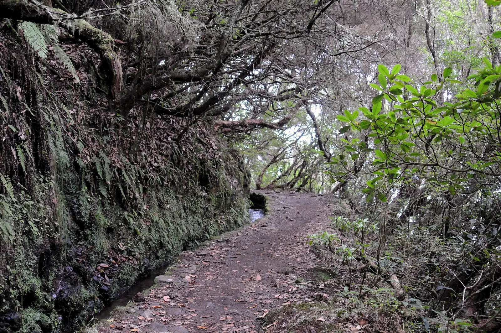 Levada do Caldeirão Verde
